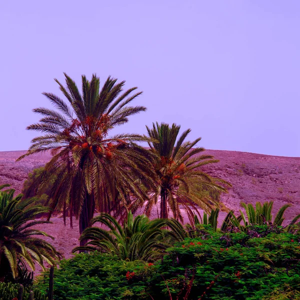 Palme. kreatives Tavel-Konzept. Kanarische Insel — Stockfoto