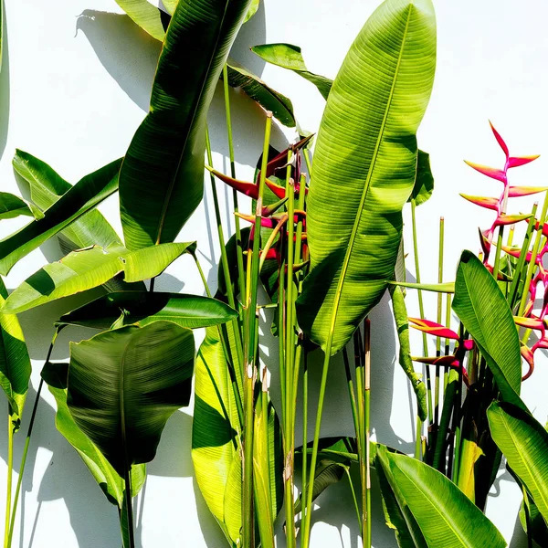 Tropická květina zelená. Koncepce milovníka rostlin — Stock fotografie