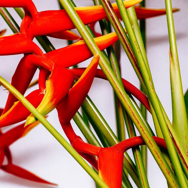 Flor tropical roja. Macro.Plant concepto amante — Foto de Stock