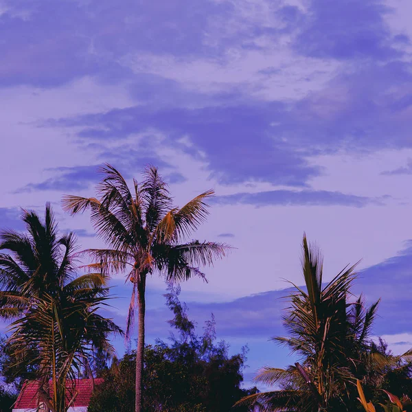 Palm Tropical görünümü Vietnam seyahat konsepti — Stok fotoğraf