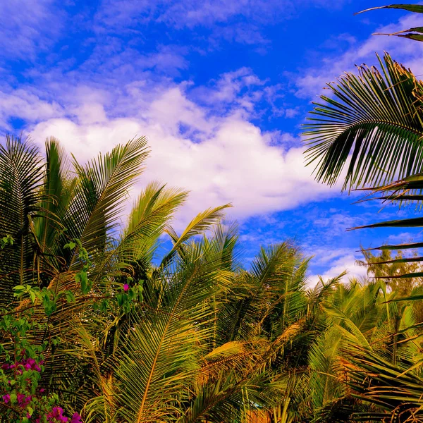 Palma Beach Viaggio concetto Vietnam — Foto Stock