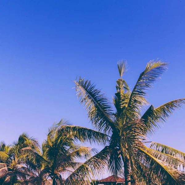 Palm. Tropické místo. Cestovní koncept. Vietnamu — Stock fotografie