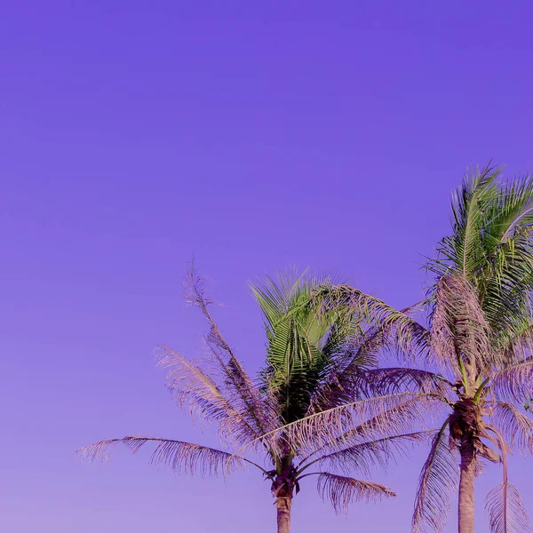 Palm. Tropikal moda tasarımı. Seyahat konsepti — Stok fotoğraf