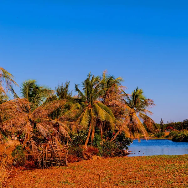 越南景观。自然。棕榈。旅行理念 — 图库照片