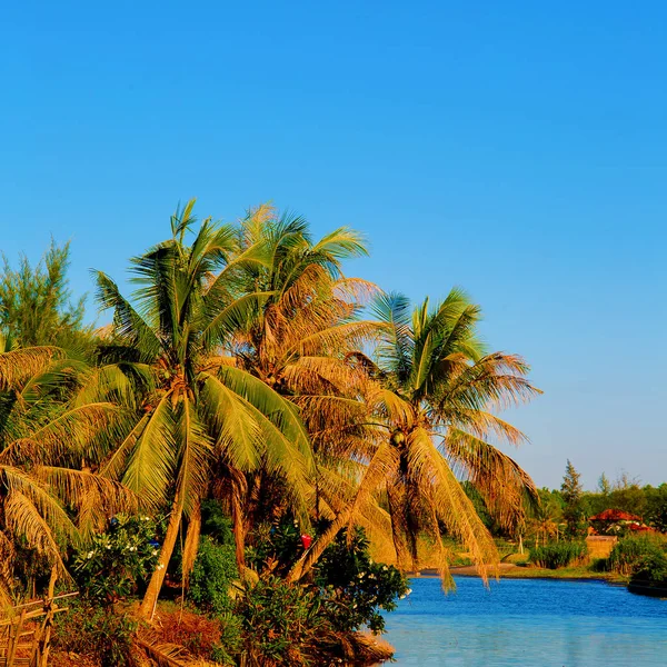 Vietnam. Doğa. Palm. Seyahat konsept sanatı — Stok fotoğraf