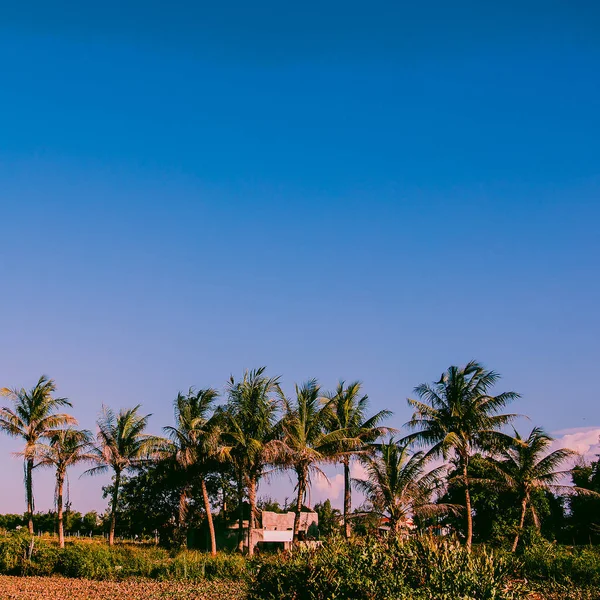 Ubicación de Vietnam. Naturaleza. Palm. Concepto de viaje — Foto de Stock