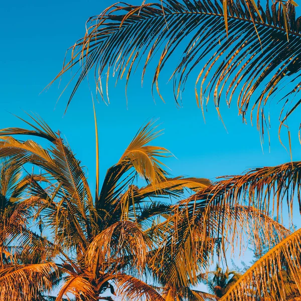 越南景观。自然。棕榈。旅游概念艺术 — 图库照片