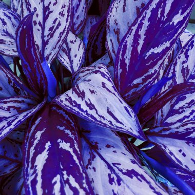 Mor Yaprak bitki arka plan. Bitki sever kavramı