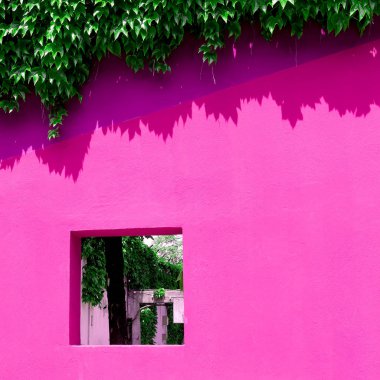 Pembe konseptüzerine bitkiler. Pembe duvarda bitki.