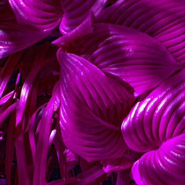 Yaprak mor arka plan. Bitki sever kavramı