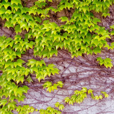 Arka plan bırakır. Bitki sever kavramı