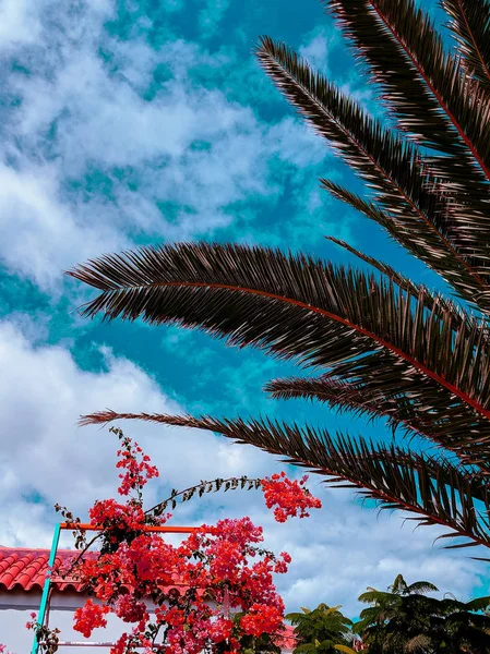 Tropische locatie. Reis zomer concept. Canary Island — Stockfoto