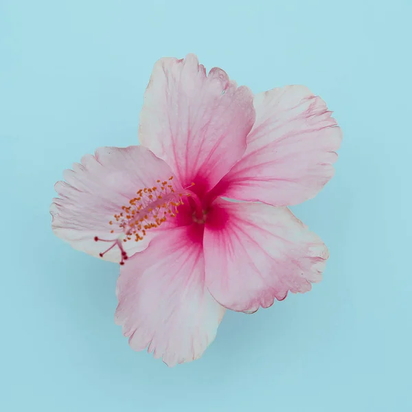 Tropische bloem op een blauwe achtergrond — Stockfoto