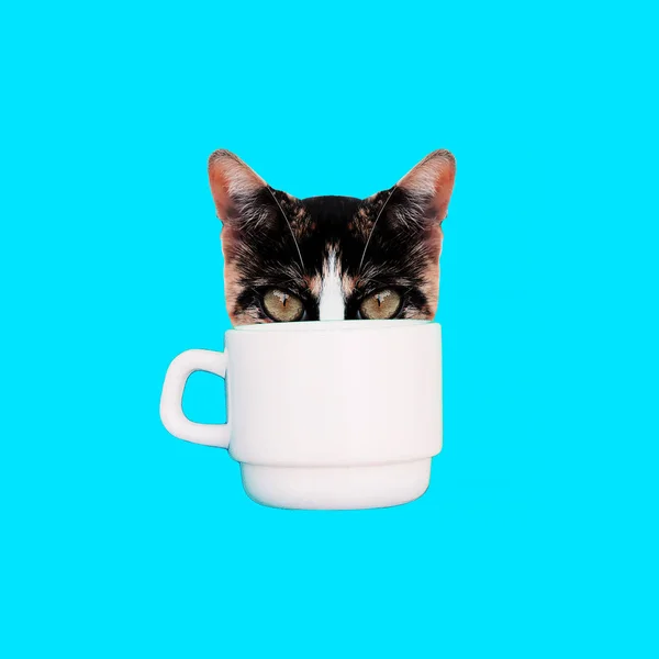 Contemporary art collage. Cat in a cup. Fun art — Stock Photo, Image