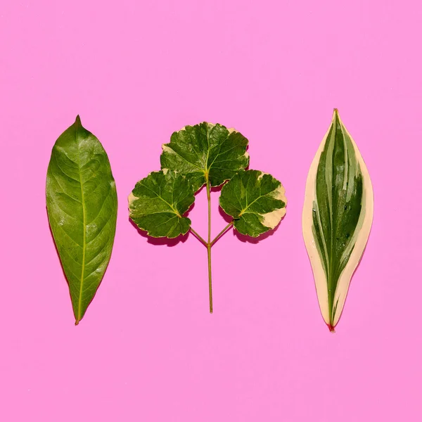 Hoja verde sobre fondo rosa. Plantas en concepto rosa —  Fotos de Stock