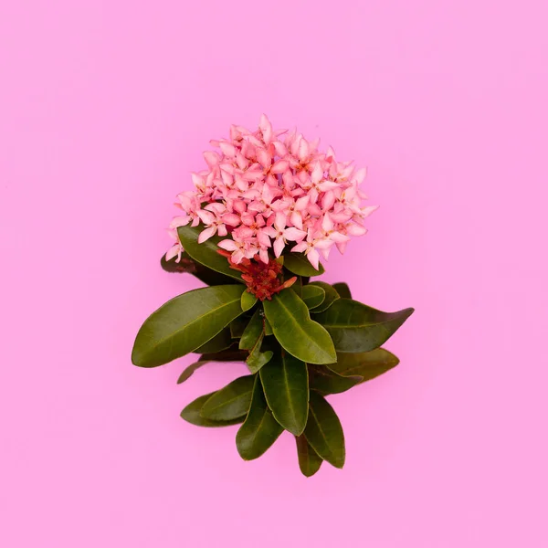 粉红色背景上的热带粉红色花。粉红概念上的植物 — 图库照片