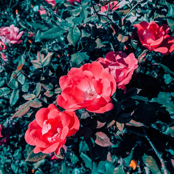 Rose Fiori sfondo. Concetto amante vegetale — Foto Stock