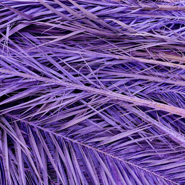 Palm purple background. Minimal plant art