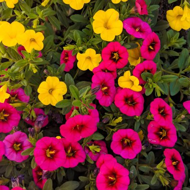 Renkli çiçekler arka plan. Bitki sever konsept sanat