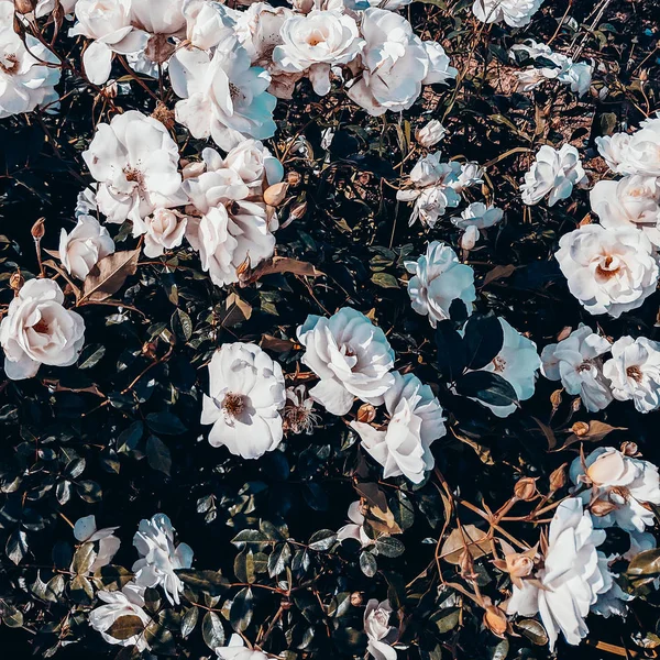 White roses background. Plant lover concept art — Stock Photo, Image