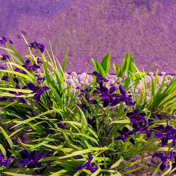 Daffodils blommor bakgrund. Växt älskare koncept — Stockfoto