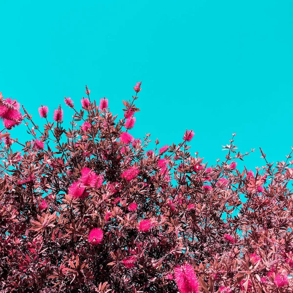 Fiori e sfondo cielo blu. Concetto amante vegetale — Foto Stock