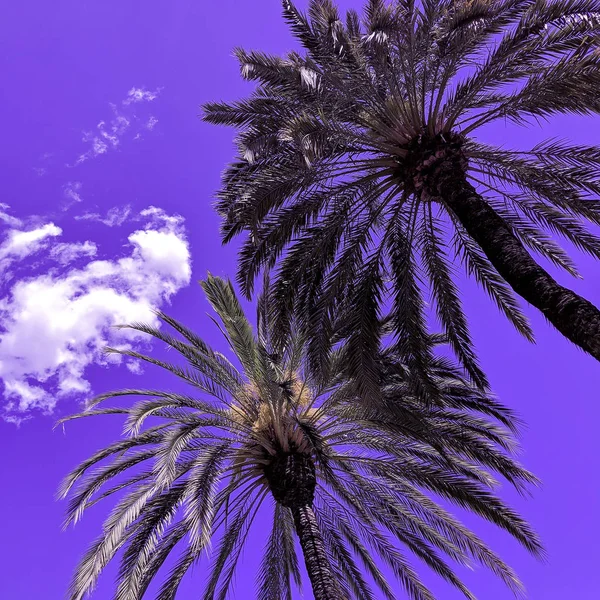 Violet Palm. Moda concetto di viaggio — Foto Stock