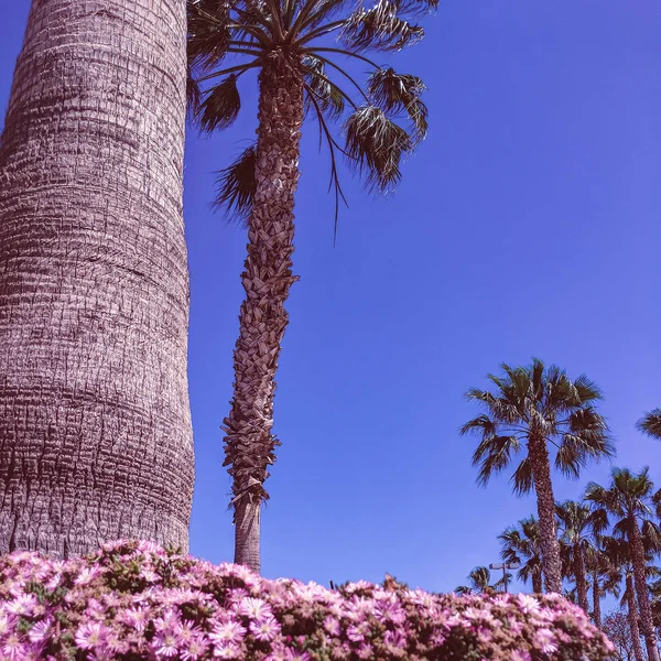 Byens palmeområde. Spania. Reiseplan – stockfoto