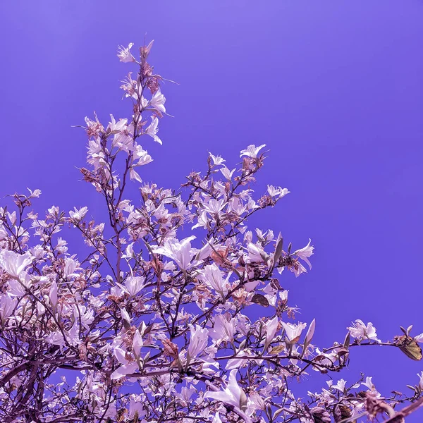 Virágzó fa. Növényszerető koncepció — Stock Fotó