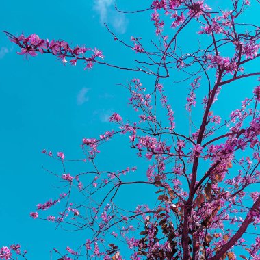 Mavi gökyüzünde nazik çiçekli ağaç