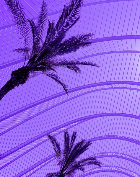 Palmiye ağaçları ve geometri. Minimal seyahat konsept sanatı — Stok fotoğraf