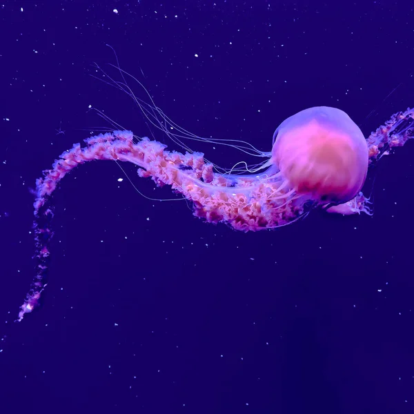 Różowy Jellyfish. Minimalny podwodny świat koncepcji sztuki — Zdjęcie stockowe