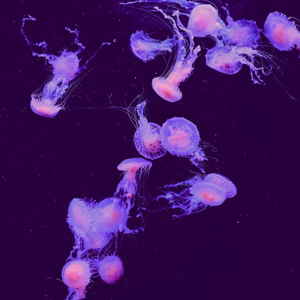Медузы под водой. Минимальное искусство — стоковое фото