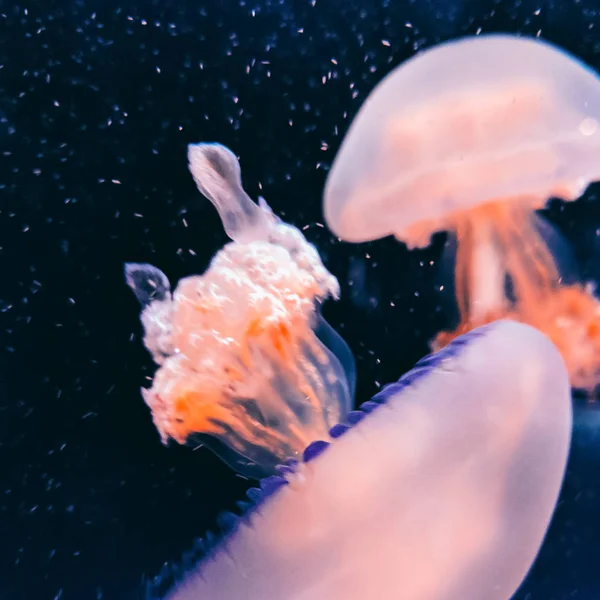 Medusas bajo el agua. Mar amante concepto de arte —  Fotos de Stock
