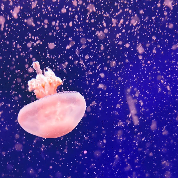 Big Jellyfish debaixo de água. Arte conceito amante do mar — Fotografia de Stock