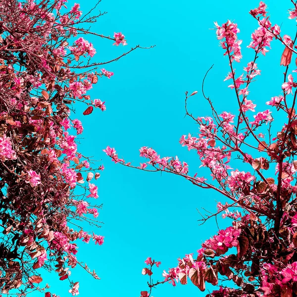 Baumblüten am Himmel Hintergrund. Mode Natur Konzept Kunst — Stockfoto