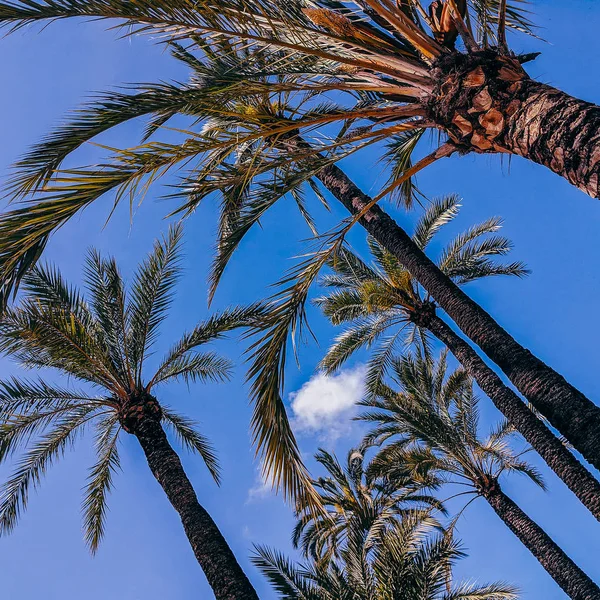 Palmera y cielo azul. España. Diseño de concepto de viaje — Foto de Stock