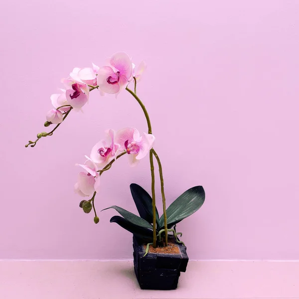 Ορχιδέα λουλούδι σε ένα ροζ τοίχο φόντο — Φωτογραφία Αρχείου