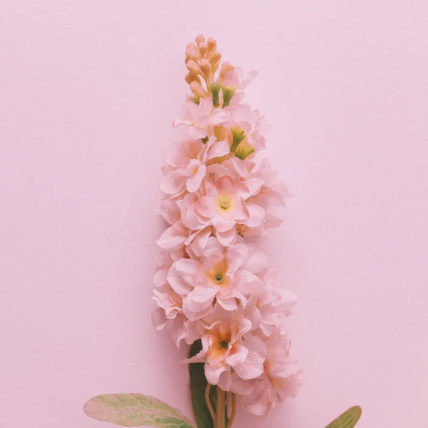 Çiçekler plastik bitki dekor. Minimal düz döşeme tasarım sanatı — Stok fotoğraf