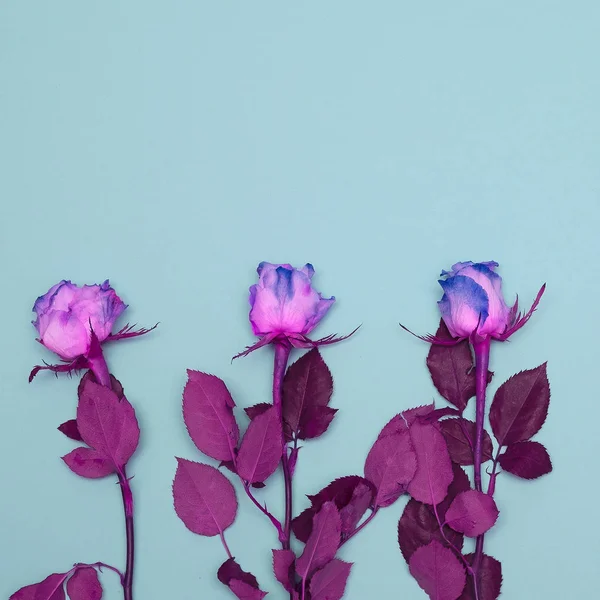 Purple roses minimal flat lay art — Stock Photo, Image