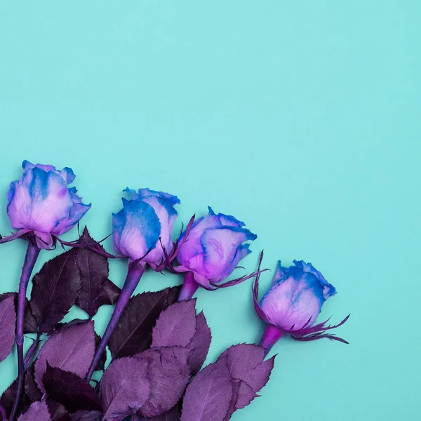 블루 배경 최소한의 플랫 레이 아트에 창조적 인 색상 장미 — 스톡 사진