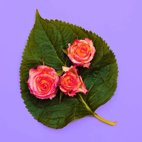 Roses and leaf. Minimal flat lay art