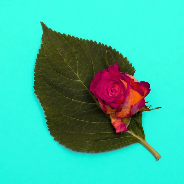Rose and leaf on blue background. Minimal flat lay art — Stock Photo, Image