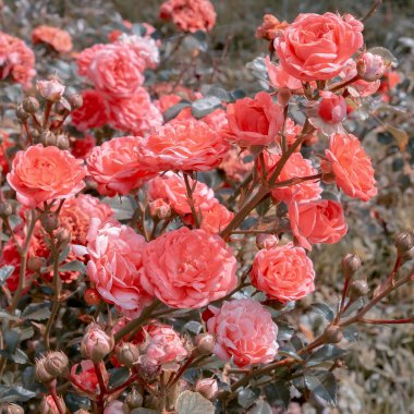 Pembe Güller açık havada açar. Bitki sever kavramı. Çiçek backgrou