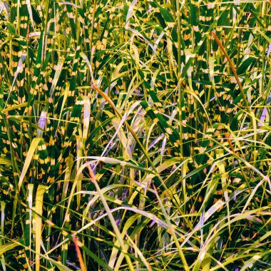 Park yeşil arka plan. Bitki sever kavramı