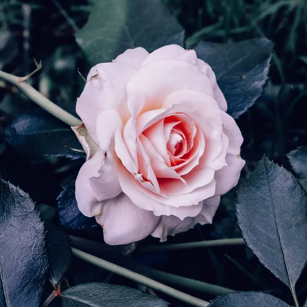 Rose no parque. Conceito de amante vegetal — Fotografia de Stock