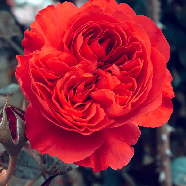 Rosa Rossa nel parco. Concetto di amante vegetale. Minimo — Foto Stock