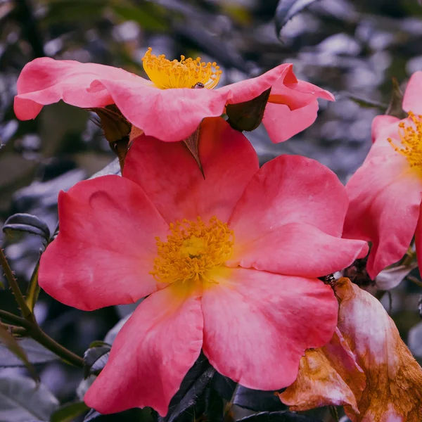 Flores ao ar livre. Conceito de amante de plantas. Mínimo — Fotografia de Stock