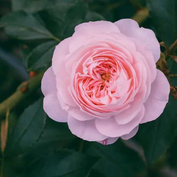 Pink roses outdoors. Plant lover concept. Minimal — Stock Photo, Image