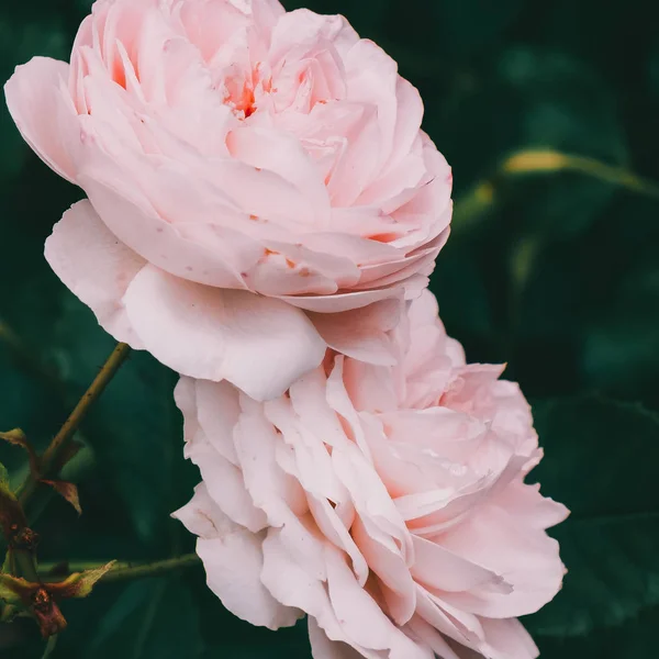 White roses outdoors. Plant lover concept. Minimal — Stock Photo, Image